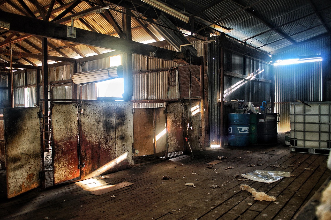 decaying Australian wool shed