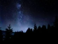 Dark forest illuminated by blue hue moonlight
